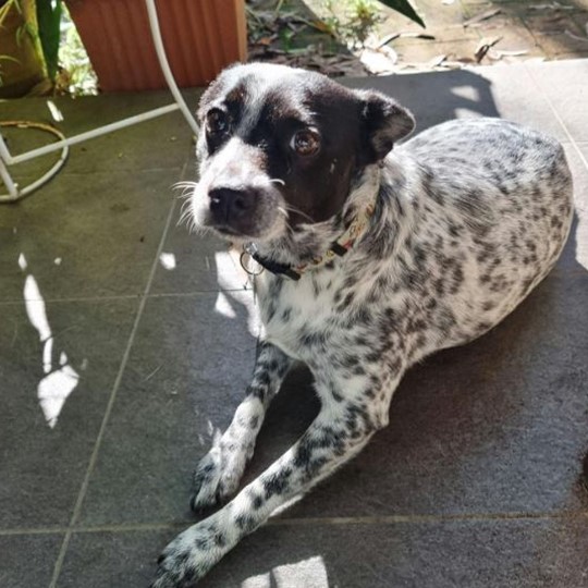 Daisy Cattle dog cross lost 18 dec